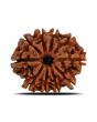 10 Mukhi Rudraksha (Nepal) 22.28 MM