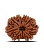 10 Mukhi Rudraksha (Nepal) 23.64 MM