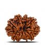 10 Mukhi Rudraksha (Nepal) 23.64 MM