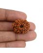 10 Mukhi Rudraksha (Nepal) 23.64 MM