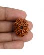 10 Mukhi Rudraksha (Nepal) 23.64 MM