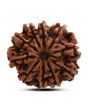 10 Mukhi Rudraksha (Nepal) 23.44 M.M.