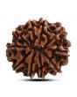 10 Mukhi Rudraksha (Nepal) 23.44 M.M.