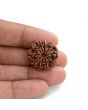 10 Mukhi Rudraksha (Nepal) 23.44 M.M.