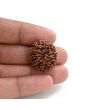 10 Mukhi Rudraksha (Nepal) 23.44 M.M.