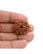 10 Mukhi Rudraksha (Nepal) 27.18 M.M.