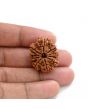 10 Mukhi Rudraksha (Nepal) 27.18 M.M.