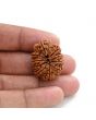 10 Mukhi Rudraksha (Nepal) 27.18 M.M.