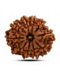 10 Mukhi Rudraksha (Nepal) 24.65 M.M.