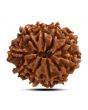 10 Mukhi Rudraksha (Nepal) 24.65 M.M.