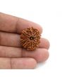 10 Mukhi Rudraksha (Nepal) 24.65 M.M.