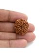 10 Mukhi Rudraksha (Nepal) 24.65 M.M.