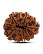 10 Mukhi Rudraksha (Nepal) 25.55 M.M.