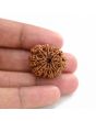 10 Mukhi Rudraksha (Nepal) 25.55 M.M.