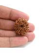 10 Mukhi Rudraksha (Nepal) 25.55 M.M.
