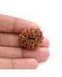10 Mukhi Rudraksha (Nepal) 25.55 M.M.