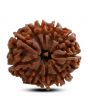 10 Mukhi Rudraksha (Nepal) 23.60 M.M.