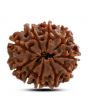 10 Mukhi Rudraksha (Nepal) 23.60 M.M.