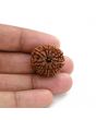 10 Mukhi Rudraksha (Nepal) 23.60 M.M.