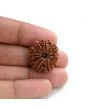10 Mukhi Rudraksha (Nepal) 23.60 M.M.