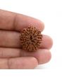 10 Mukhi Rudraksha (Nepal) 23.60 M.M.