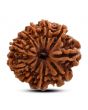 10 Mukhi Rudraksha (Nepal) 24.36 M.M.