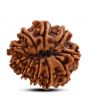 10 Mukhi Rudraksha (Nepal) 24.36 M.M.