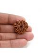 10 Mukhi Rudraksha (Nepal) 24.36 M.M.