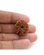 10 Mukhi Rudraksha (Nepal) 24.36 M.M.