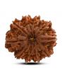 10 Mukhi Rudraksha (Nepal) 26.20 M.M.
