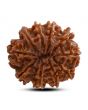 10 Mukhi Rudraksha (Nepal) 26.20 M.M.