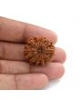 10 Mukhi Rudraksha (Nepal) 26.20 M.M.