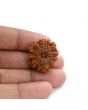 10 Mukhi Rudraksha (Nepal) 26.20 M.M.