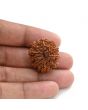 10 Mukhi Rudraksha (Nepal) 26.20 M.M.