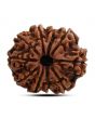 10 Mukhi Rudraksha (Nepal) 25.21 M.M.
