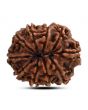10 Mukhi Rudraksha (Nepal) 25.21 M.M.
