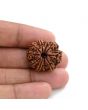 10 Mukhi Rudraksha (Nepal) 25.21 M.M.