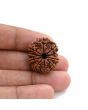 10 Mukhi Rudraksha (Nepal) 25.21 M.M.