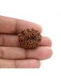 10 Mukhi Rudraksha (Nepal) 25.21 M.M.