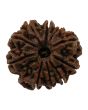 10 Mukhi Rudraksha (Nepal) 28.49 MM