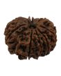 10 Mukhi Rudraksha (Nepal) 28.49 MM