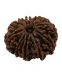 10 Mukhi Rudraksha (Nepal) 28.49 MM