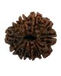 10 Mukhi Rudraksha (Nepal) 28.49 MM