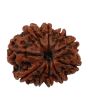 10 Mukhi Rudraksha (Nepal) 25.2 MM