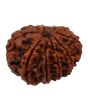 10 Mukhi Rudraksha (Nepal) 25.2 MM