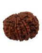 10 Mukhi Rudraksha (Nepal) 25.2 MM