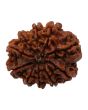 10 Mukhi Rudraksha (Nepal) 25.2 MM