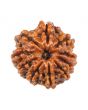 10 Mukhi Rudraksha (Nepal) 18.94 MM
