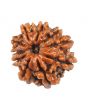 10 Mukhi Rudraksha (Nepal) 18.94 MM