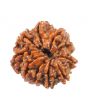 10 Mukhi Rudraksha (Nepal) 18.94 MM